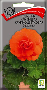 Бегония Оранжевая клубневая