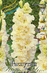 Gladiolus Rasputin