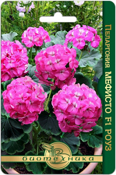 Пеларгония мефисто Роуз