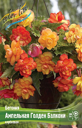 Begonia Cascade Balcony - Golden Balcony