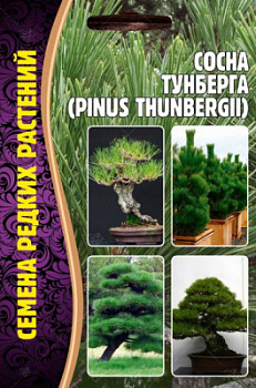 Сосна тунберга