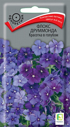 floks_drummonda_krasotka_v_golubom