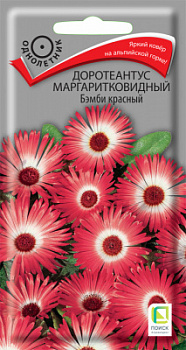 Doroteantus-margaritkovidniy-Bamby-krasniy
