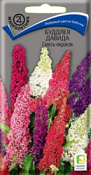 buddleya davida smes okrasok