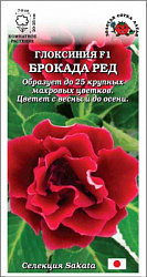 Глоксиния Брокада Ред