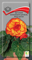 Begonia-klubnevaya-Chanel-Jelto-krasnaya