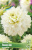 Dahlia%20Polar%20Ice 1 Dahlia%20Polar%20Ice 1