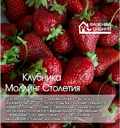 Моллинг Столетия