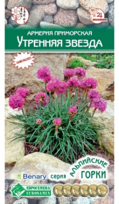 Армерия Утренняя Звезда