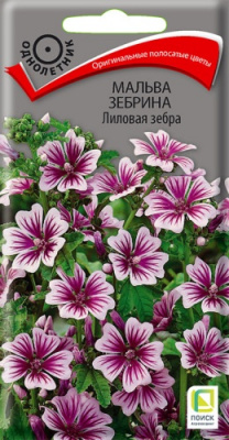 malva_zebrina_lilovaya_zebra