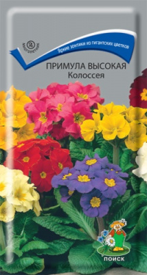 Примула колоссея