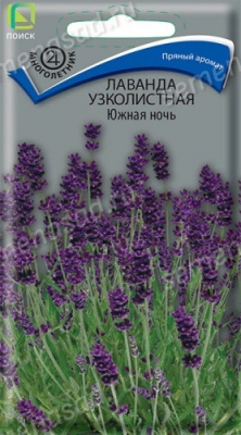 Лаванда узколистная Южная ночь