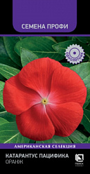 katarantus_pacifika_orange