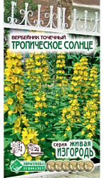 Вербейник Тропическое солнце