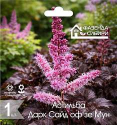 Астильба Астильба Дарк Сайд оф зе Мун