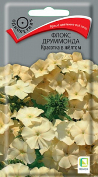 floks_drummonda_krasotka_v_zheltom