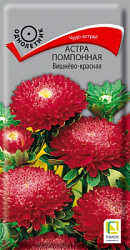 astra_pompon_vishnevo_krasnaya