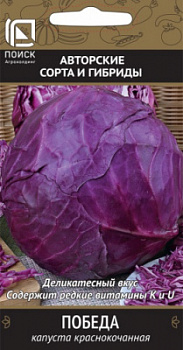 kapusta_krasnokoch_pobeda