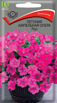 petunia_ampel_opera_rouz