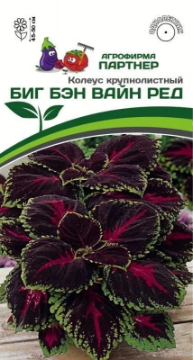 Колеус биг бэн вайн ред