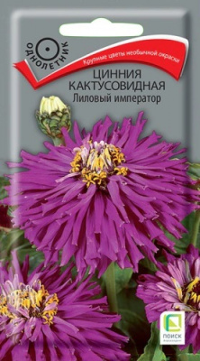 Цинния изящная Лиловый император