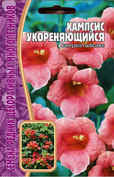 Кампсис