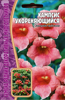 Кампсис