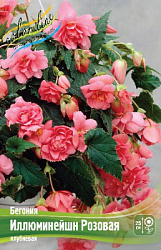 Begonia Illumination Pink