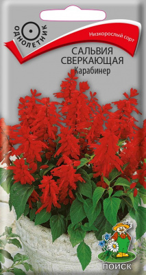 Сальвия сверкающая Карабинер