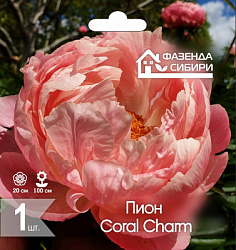Пион  Coral Charm