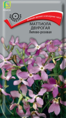 mattiola_dvurogaya_lilovo_rozovaya