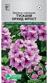 Вербена тускани орхид фрост