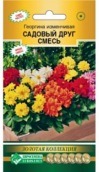 Георгина Садовый Друг