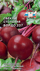 svekla_bordo_237