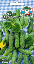 ogurets_balkonnoe_chudo_5_f1