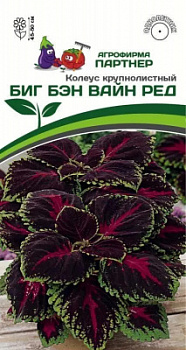 Колеус биг бэн вайн ред