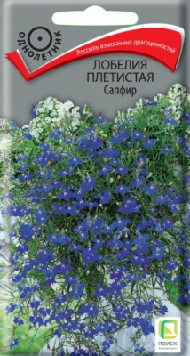 lobelia_pletistaya_sapfir