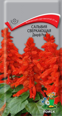 Сальвия сверкающая Дварф ред