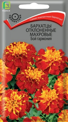 Бархатцы отклоненные махровые Бой Гармония