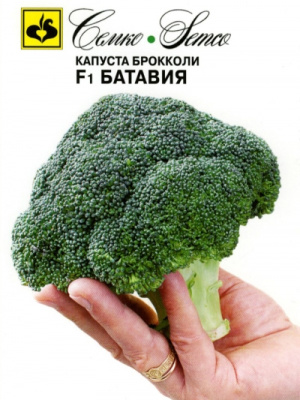 kapusta_brokkoli_bataviya