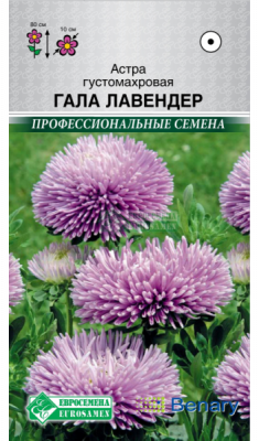Астра Гала Лавендер