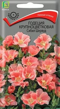Годеция крупноцветковая Сибил Шервуд