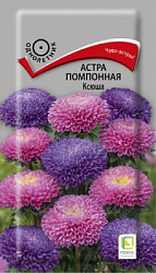 astra_pompon_ksusha