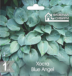 Хоста Blue Angel