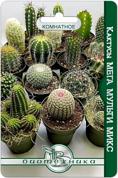 Кактусы