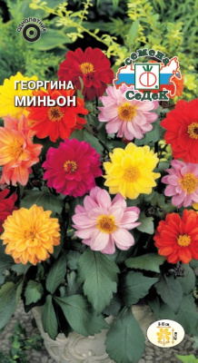 Георгина Миньон