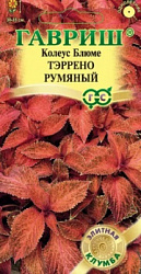 Колеус Тэррено румяный