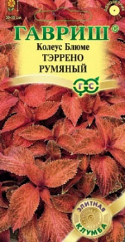 Колеус Тэррено румяный