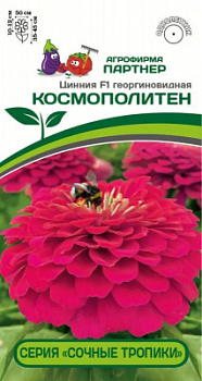 Цинния Космополитен