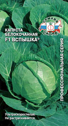 kapusta_vspyshka_f1